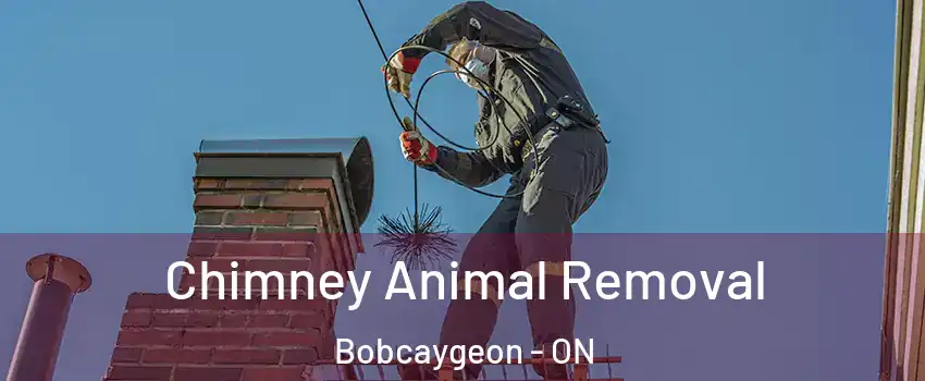 Chimney Animal Removal Bobcaygeon - ON