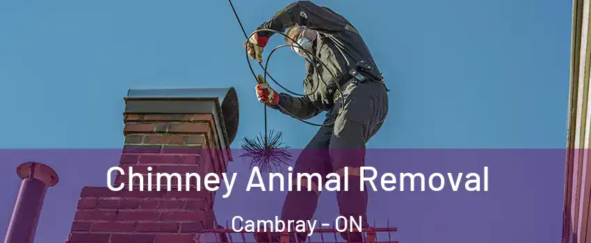 Chimney Animal Removal Cambray - ON