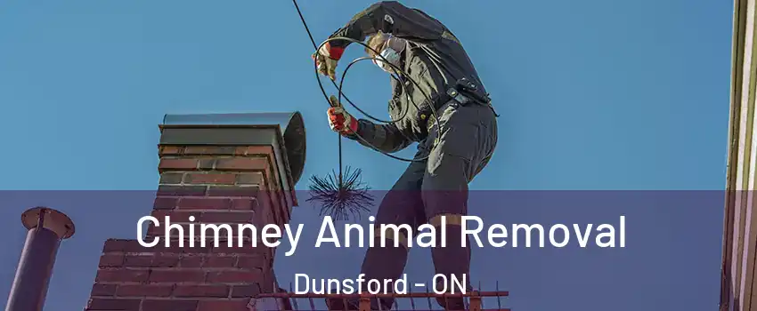 Chimney Animal Removal Dunsford - ON