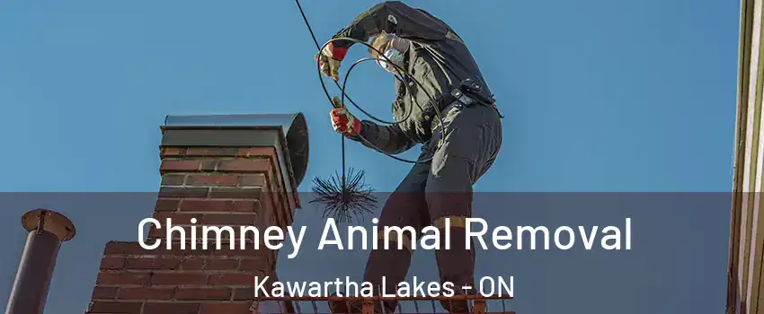 Chimney Animal Removal Kawartha Lakes - ON