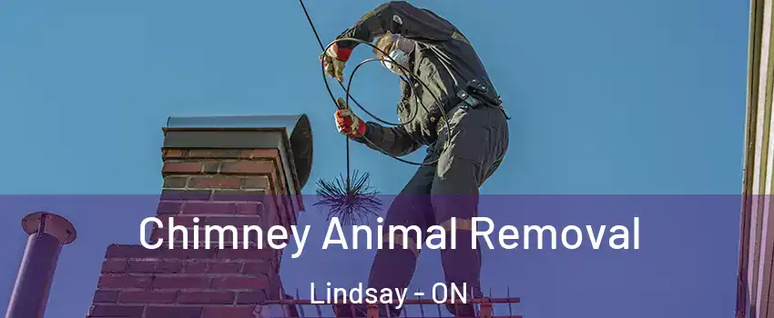 Chimney Animal Removal Lindsay - ON
