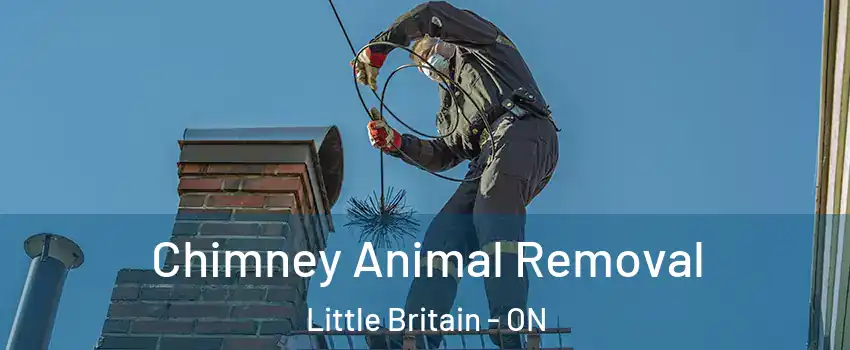 Chimney Animal Removal Little Britain - ON