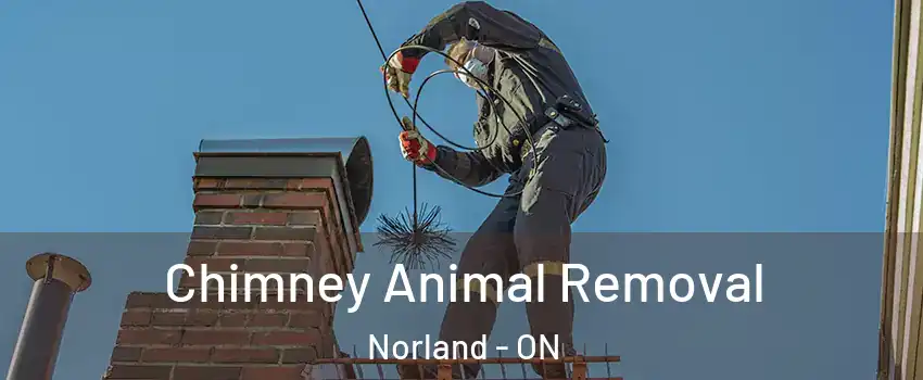 Chimney Animal Removal Norland - ON