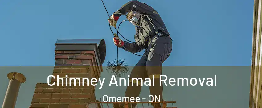 Chimney Animal Removal Omemee - ON