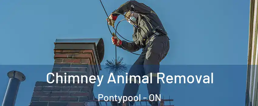 Chimney Animal Removal Pontypool - ON