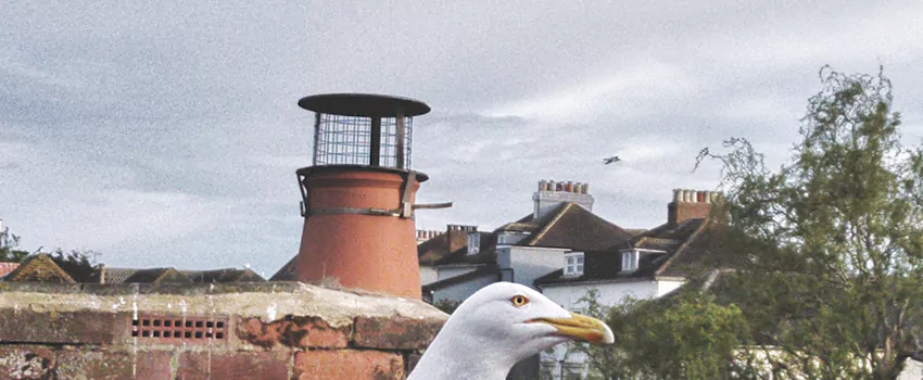 Chimney Cap Bird Guard Repair in Bobcaygeon, Ontario